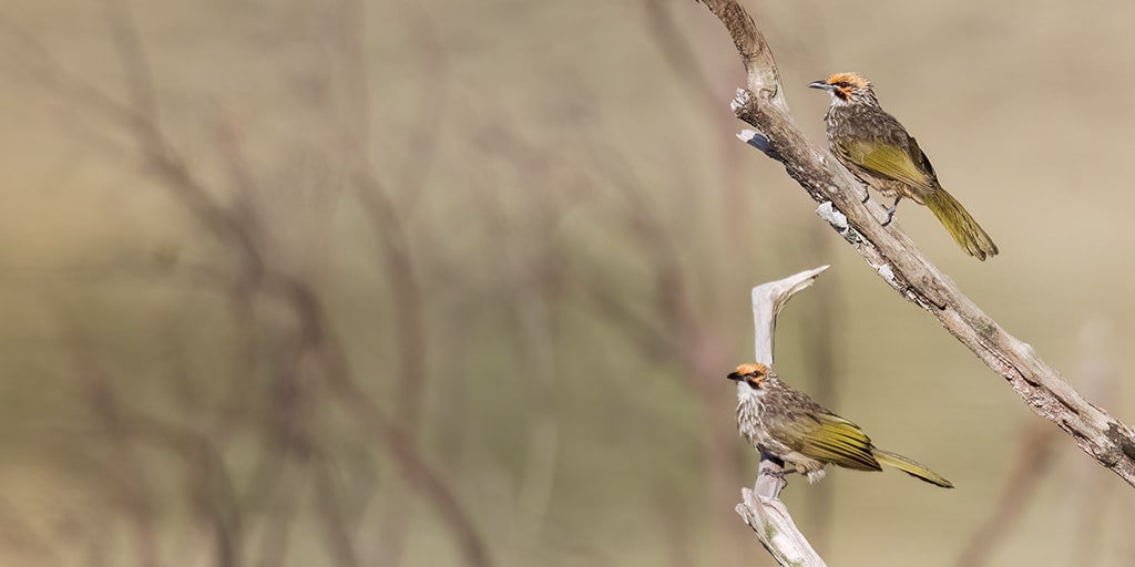 DSC_2574_Z50_StrawHeadedBulbuls_Web