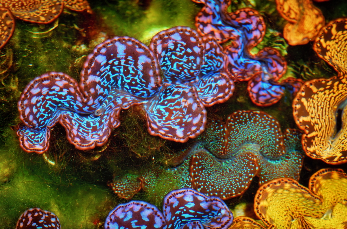 The Marine Ecology Research Centre (MERC) propagates giant clams and coral for release into the waters.